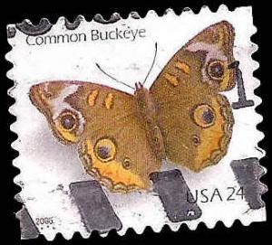 # 4001 USED COMMON BUCKEYE BUTTERFLY