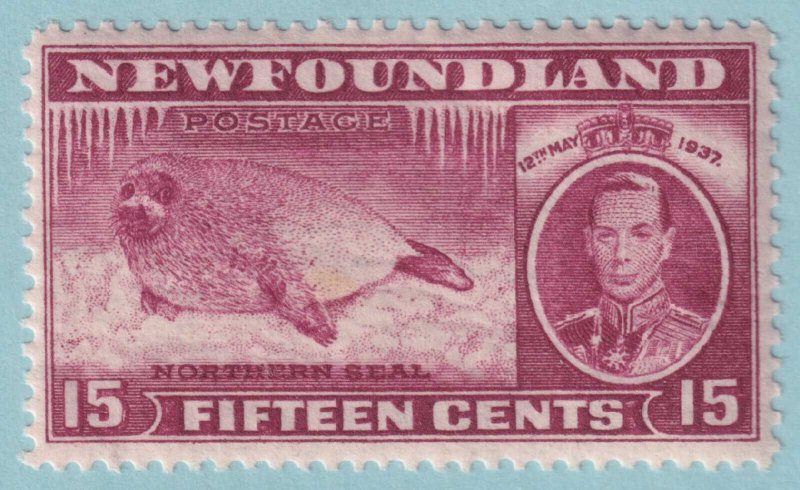 NEWFOUNDLAND 239  MINT HINGED OG * NO FAULTS VERY FINE! - HMG