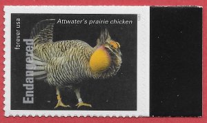 US #5799p (63c) Endangered Species - Attwater's Prairie Chicken ~ MNH