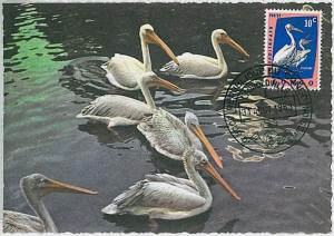 MAXIMU CARD - Fauna animals BIRDS : CONGO 1963 #14 PELICAN