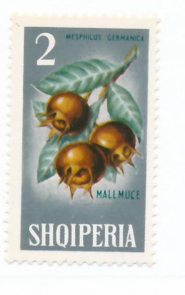 Albania 1965 - Scott 788 MH - 2 l, Medlars