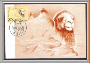 China, People's Republic #2433 Camels Maxi Card