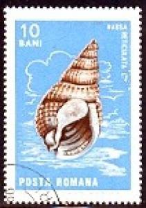 Shell, Nassa Reticulata, Romania SC#1880 used