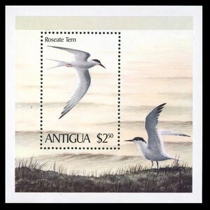 ANTIGUA 1980 - Scott# 591 S/S Bird-Tern NH