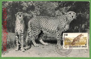 32239 - Cote des Somali - MAXIMUM CARD - 1959 - Animals, Big Cats-