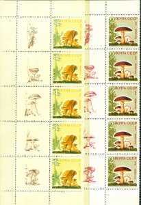 Flora. 1964 Mushrooms.