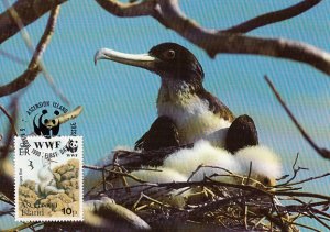 Ascension 1990 Maxicard Sc #484 10p Frigate Birds Chick WWF