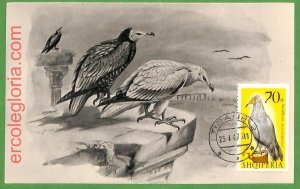 32915 - ALBANIA - MAXIMUM CARD - 1967 - FAUNA, BIRDS-