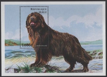 Mali 1997 MNH Sc 826 1000fr Newfoundland Dog