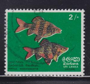 Sri Lanka 476  Black Ruby Barbs 1972