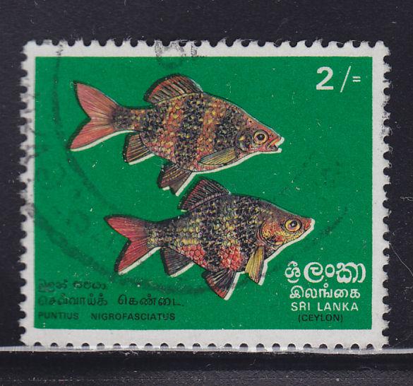 Sri Lanka 476  Black Ruby Barbs 1972