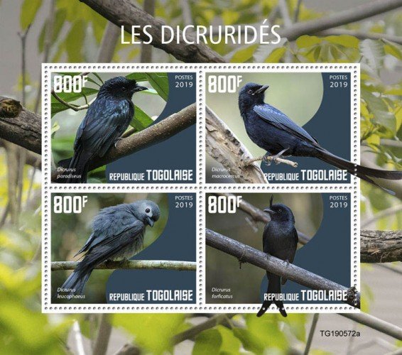 TOGO - 2019 - Birds : Drongos - Perf 4v Sheet - M N H