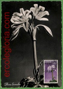 32430 - Somalia - MAXIMUM CARD - 1955 - Flowers-