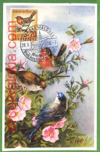 32928 - GERMANY - MAXIMUM CARD - 1958 - FAUNA, BIRDS-