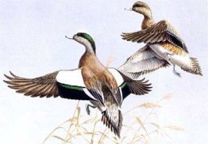 TEXAS #3 1983 STATE DUCK STAMP PRINT WIDGEON by Maynard Reece List $700