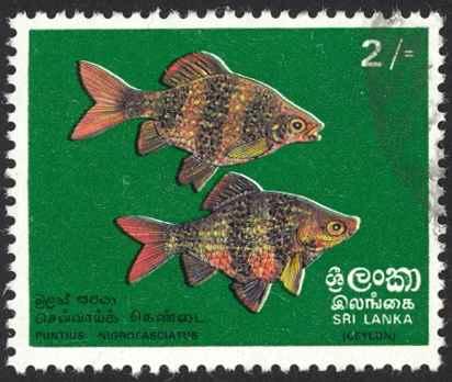 Sri Lanka Sc# 476 Used 1972 2r black Ruby Barbs