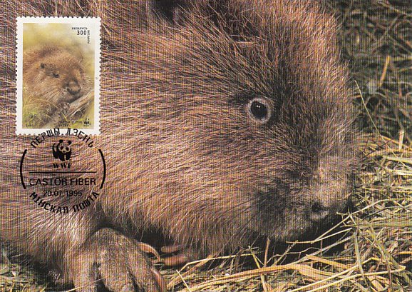Belarus 1995 Maxicard Sc #117 300r European beaver WWF