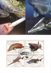 United Nations UN endangered species maximum card marine life fish no. 114