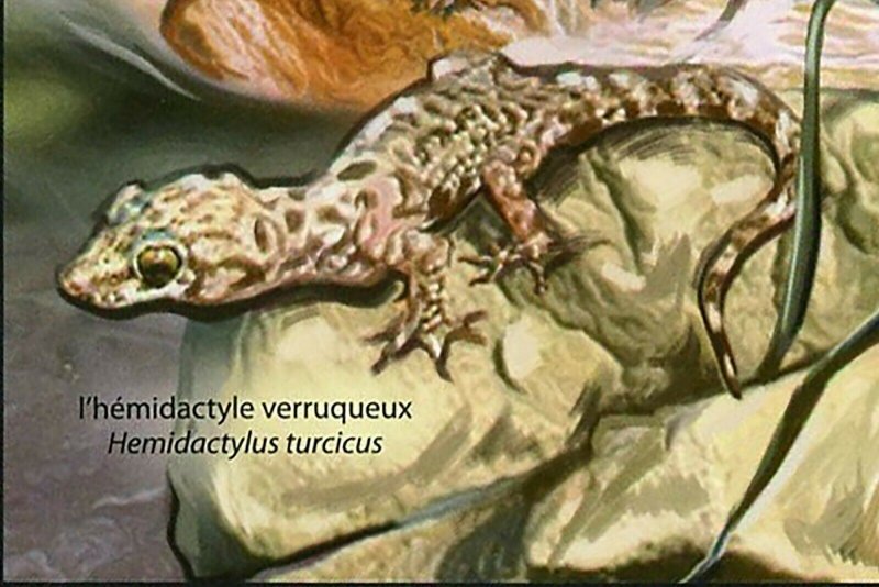 Ecosystem of Mediterranean Sea Stamp Rhinolophus Euryale S/S MNH #4232 / Bl.651