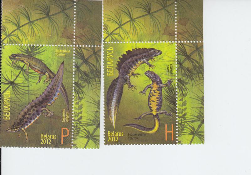 2012 Belarus Newts (2) (Scott 829-30) MNH