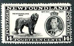 Newfoundland, Scott #238, Mint, Never Hinged