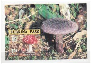 BURKINA FASO SHEET MUSHROOMS CHAMPIGNONS