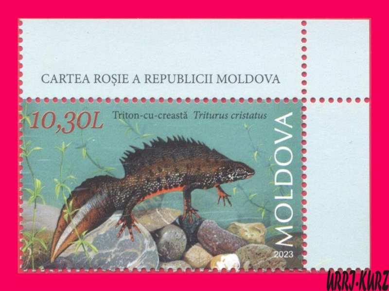 MOLDOVA 2023 Nature Fauna Animals Reptiles Amphibians Newt 1v MNH