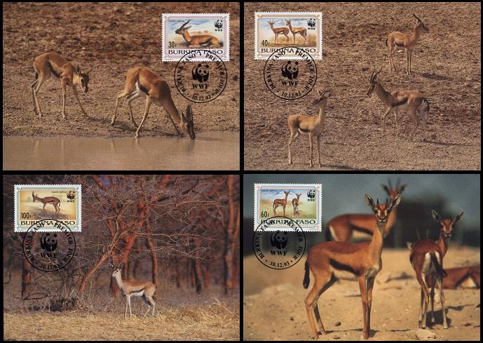 Burkina Faso WWF Red-fronted Gazelle 4 official Maxicards