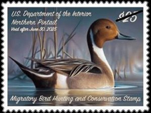 #RW91 2024 -2025 Federal Duck Stamp - MNH (After June 28)