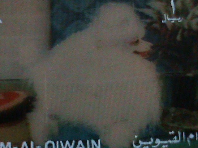​UMM AL QIWAIN-3D STAMP BEAUTIFUL LOVELY DOG MNH VF LAST ONE-HARD TO FIND