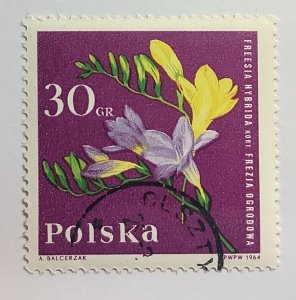 Poland 1964 Scott 1280 CTO - 30gr, Garden flowers, Freesia hybrida