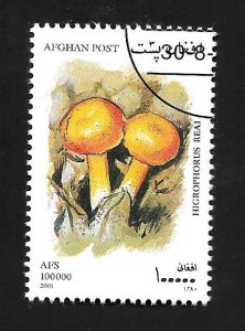 Afghanistan 2001 - Mushroom - Cinderella