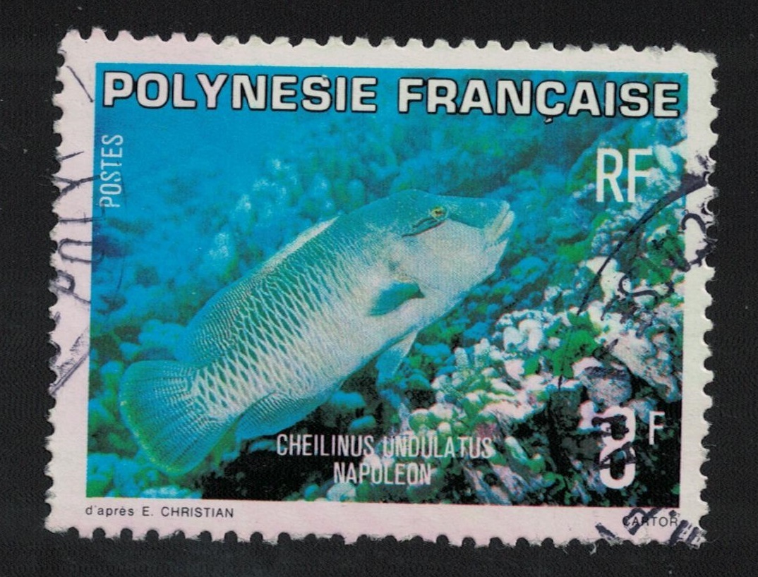Fr. Polynesia Humpheaded Wrasse Fish 8f 1980 Canc SG318 Australia