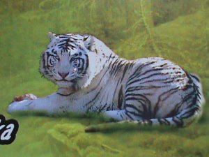 ​KOREA 2005 SC#4443 BEAUTIFUL LOVELY-RARE  AMUR WHITE TIGERS-CTO SHEET-VF