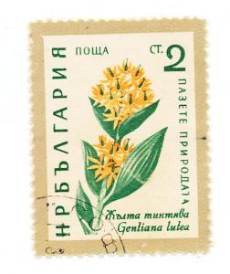  Bulgaria 1960  Scott 1107 used - 2s, Yellow Gentian, Flower