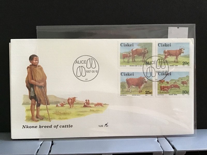 Ciskei 1987 Nkone breed of cattle  stamp cover R27980 