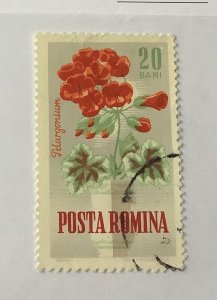 Romania 1964 Scott 1624 used  - 20b,  garden flowers,  Geranium