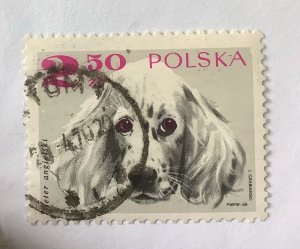 Poland 1969 Scott 1640 CTO - 2.50Zł, Dogs,  English Setter