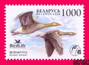 BELARUS 2009 Nature Fauna Bird of Year Goose 1v Sc691 Mi762 MNH