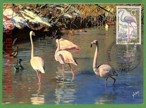 32882 - FRANCE - MAXIMUM CARD - 1970 - FAUNA, BIRDS-