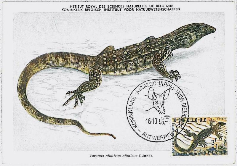 MAXIMU CARD - Fauna REPTILES : French Equatorial Africa 1955 Afrique équatoriale