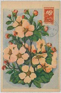 32469 - BULGARIA - MAXIMUM CARD: nature FLOWERS1953-