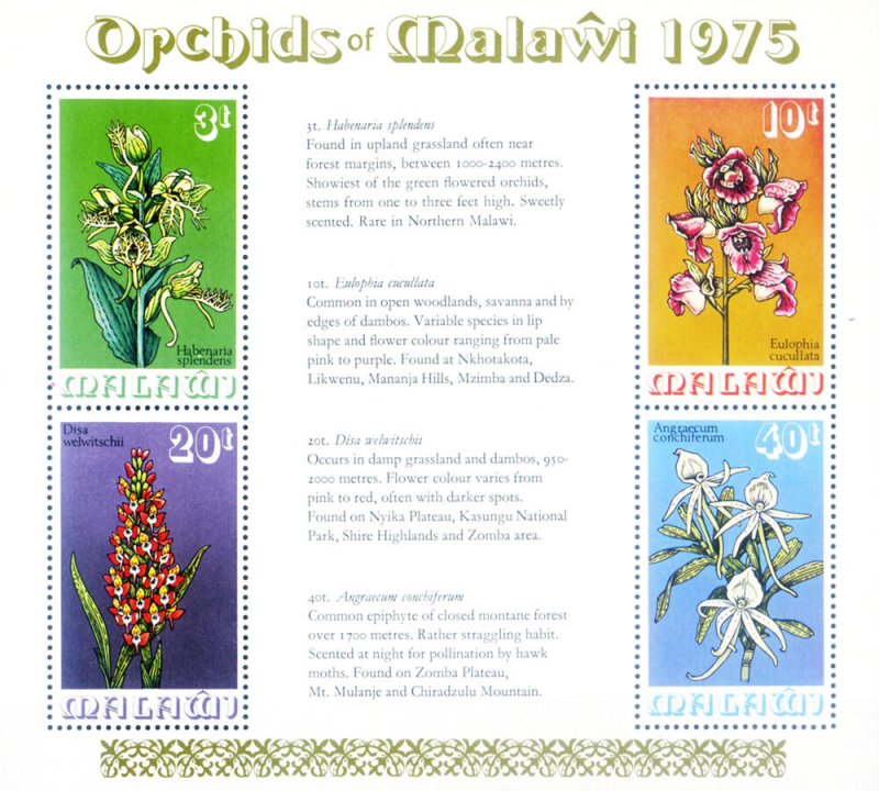 1975 Orchid.