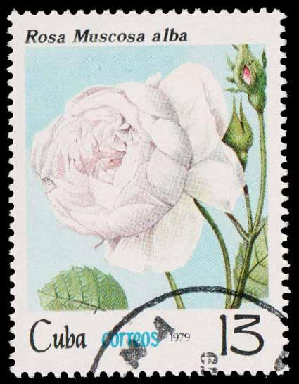 Cuba SC 2280 - Rosa Muscosa Alba - CTO - 1979