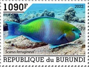 Burundi - 2022 Fish, Rusty Parrotfish - Stamp - BUR2201092a