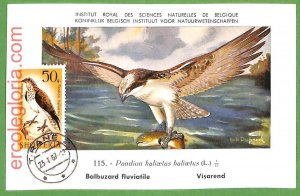 32914 - ALBANIA - MAXIMUM CARD - 1967 - FAUNA, BIRDS-