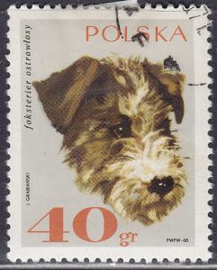 Poland 1637 Rough-Haired Fox Terrier 40GR 1969
