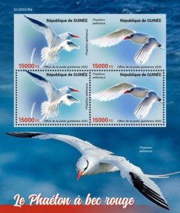 Guinea - 2020 Red-billed Tropicbird - 4 Stamp Sheet - GU200316a