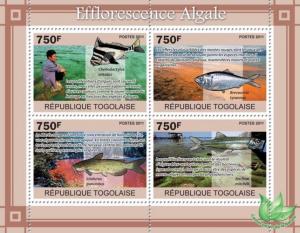 TOGO 2011 SHEET ALGAL BLOOMS EFFLORESCENCE MARINE LIFE tg11111a