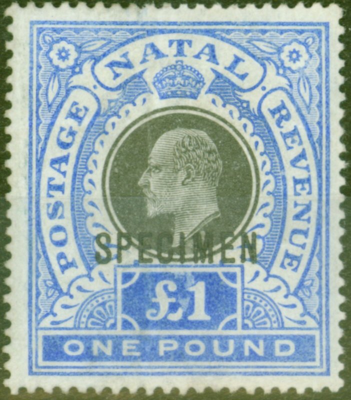 Natal 1902 £1 Black & Brt Blue Specimen SG142s Ave Mtd Mint